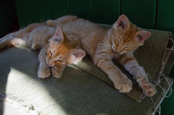 英国の伝統的なキルトのパターンで彼女の夢の中で眠っているかわいい猫のフロントビュー — ストック写真