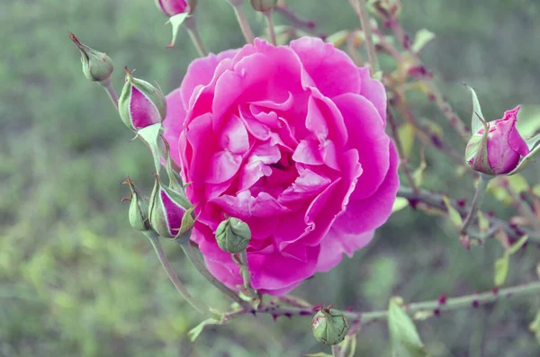 Розовый Цветок Розы Капельками Дождя Заднем Плане Розовые Цветы Роз — стоковое фото