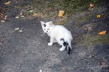Sokakta başıboş ve kirli bir kedi.