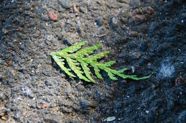 Folha amarela jaz na estrada. folhas no asfalto. Folha de outono fall.Leaf natural na rua, na cidade de asfalto cinza escuro calçada estrada natureza fundo .Hallo autumn.Copy espaço — Fotografia de Stock