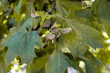 Huş ağacı yeşili yapraklar arka plan. Ağlayan huş ağacını yakından çek. Sulu, parlak yapraklar. Şık doğal doku. Parlak yemyeşil