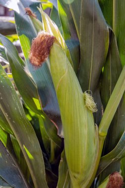 Organik mısır tarlasında seçici bir mısır koçanı resmi.