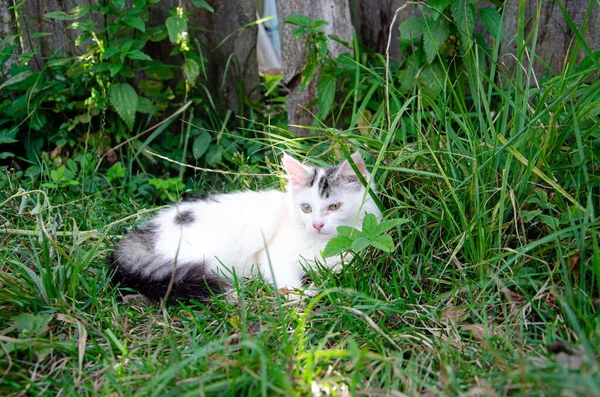 Evsiz beyaz kedi yazın çayırda karahindiba ile yürür. Hayvanlarla ilgilenmek, hayvanları barınağa hapsetmek. — Stok fotoğraf