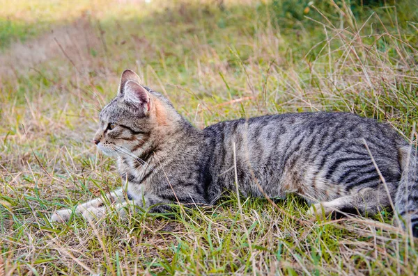 Gato callejero en cama de flores. Gris esponjoso gato está sentado en el verde hierba. —  Fotos de Stock