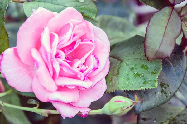 Rosa Rosa flor con gotas de lluvia en el fondo rosas rosas flores. Naturaleza. —  Fotos de Stock