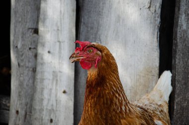 Tavuklar güneşli bir günde geleneksel kırsal çiftlik avlusunda beslenirler. Tavuk kafasının ayrıntıları. Kümeste oturan tavuklar. Tavuk kümesiyle birlikte ahırda duran tavuğu yakın. Serbest çiftçi kümes hayvanları