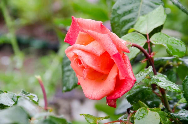 Rosa Rosa Flor Con Gotas Lluvia Fondo Rosas Rosas Flores —  Fotos de Stock