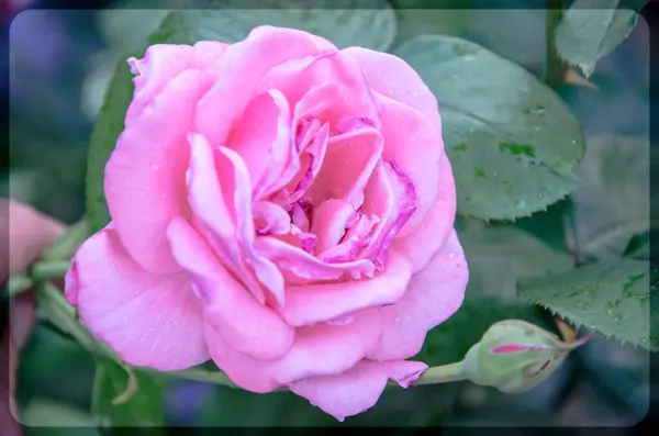 Розовый Цветок Розы Капельками Дождя Заднем Плане Розовые Цветы Роз — стоковое фото