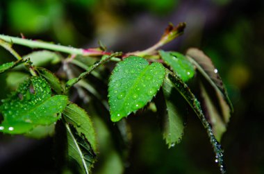Yeşil taro yaprağının üzerindeki küçük çiğ suyu. su damlası