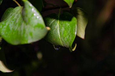Yeşil taro yaprağının üzerindeki küçük çiğ suyu. su damlası