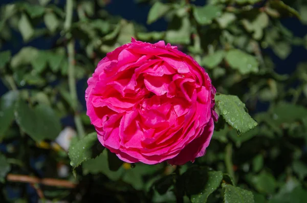 Rosa Rosa Flor Con Gotas Lluvia Sobre Fondo Rosa Rosas —  Fotos de Stock