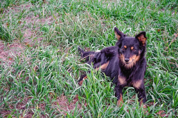 Un bâtard errant est allongé sur l'herbe. Un bâtard errant au visage triste. — Photo