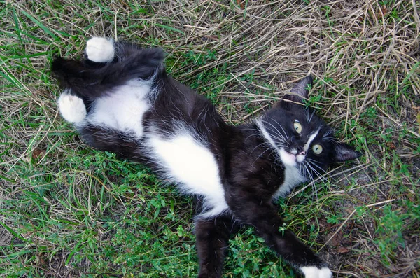 Um jovem gato preto com listras leves está deitado tristemente na grama. — Fotografia de Stock