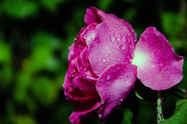 Розовый цветок розы с капельками дождя на заднем плане розовые цветы роз. Природа. — стоковое фото