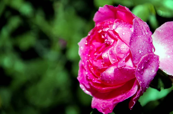 Rosa Rosa Flor Con Gotas Lluvia Fondo Rosas Rosas Flores — Foto de Stock