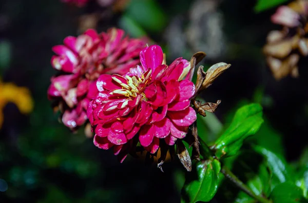 Kwitnące Pelargonie Ogrodzie Letnim Nocy — Zdjęcie stockowe