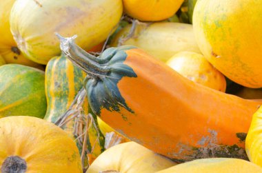 Sovyetler Birliği sonrası bölgelerde bir çiftçi tarafından yetiştirilen balkabakları.