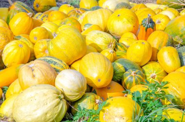 Sovyetler Birliği sonrası bölgelerde bir çiftçi tarafından yetiştirilen balkabakları.