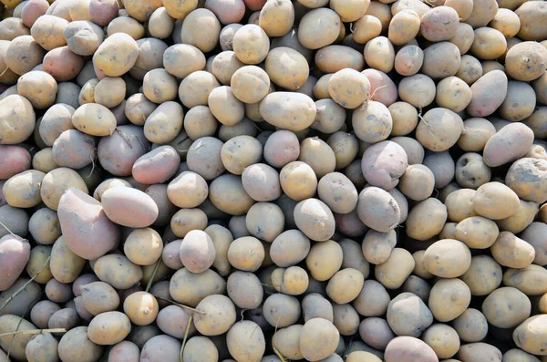 Patates. Taze sebze, beyaz patates..