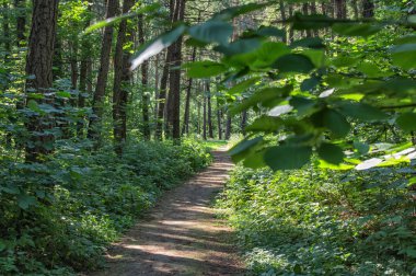      Orman yolu. Yaz yeşilormanı. Banliyö parkurları