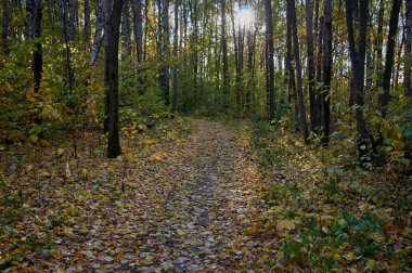 Moskova bölgesinin güneydoğusunda sonbahar ormanı