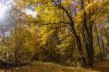Moskova bölgesinin güneydoğusunda sonbahar ormanı güzel havada.