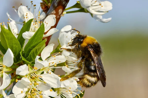 Bumblebee Flores Ameixa Imagens Royalty-Free