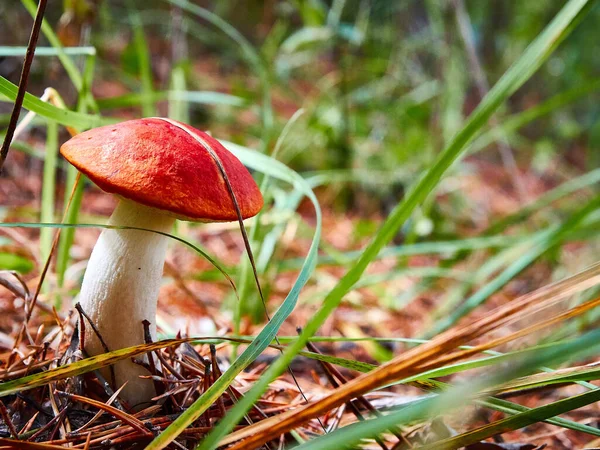  Leccinum aurantiacum. Ormandaki Mashroom