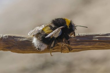 bir dal üzerinde büyük yaban arısı