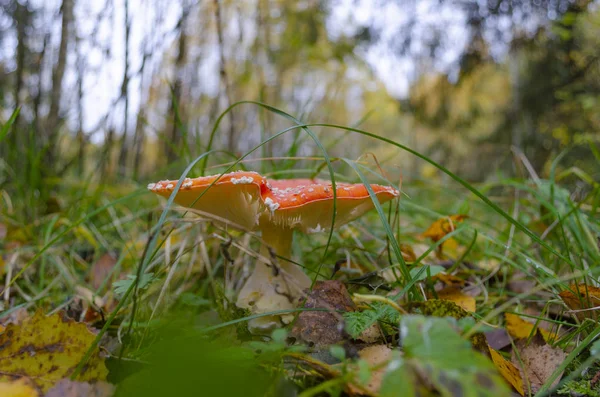 Fliegenpilz Herbstwald — Stockfoto
