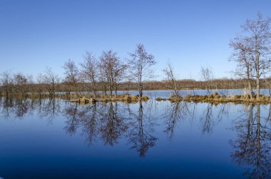 Orman gölü sel çayırları