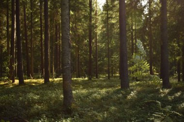 Ormanda ağaçların arasından kırma güneş