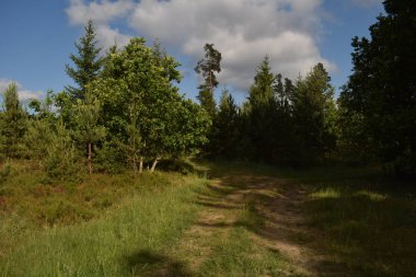 Kara bulutlar orman üzerinde haddeleme