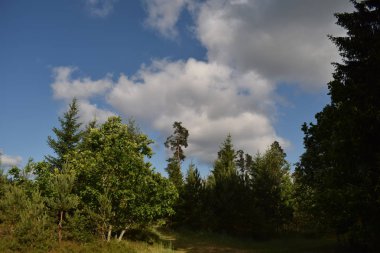 Kara bulutlar orman üzerinde haddeleme