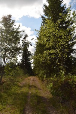 Yaz aylarında boş orman yolu