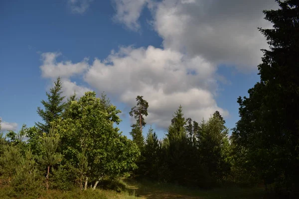 Kara bulutlar orman üzerinde haddeleme