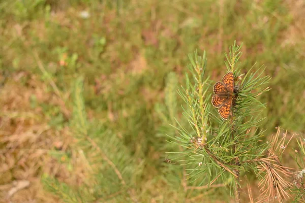 Schmetterling Sitzt Still Und Posiert Für Ein Foto — Stockfoto