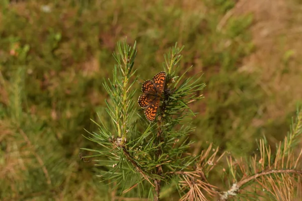 Butterfly Sitting Still Posing Picture — Stock Photo, Image