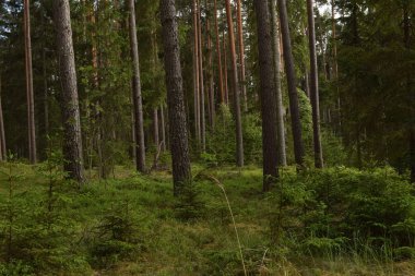 Sakin ve boş orman doğa