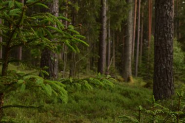 Sakin ve boş orman doğa