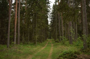 Ormandaki yaz yürüyüş. Kırılmış ağaçlar, Güneş ışınları ve boş yollar.
