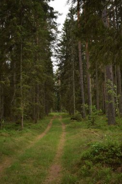 Ormandaki yaz yürüyüş. Kırılmış ağaçlar, Güneş ışınları ve boş yollar.
