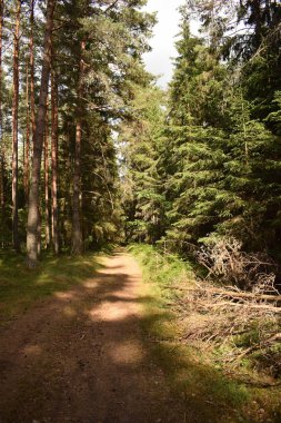 Ormandaki yaz yürüyüş. Kırılmış ağaçlar, Güneş ışınları ve boş yollar.