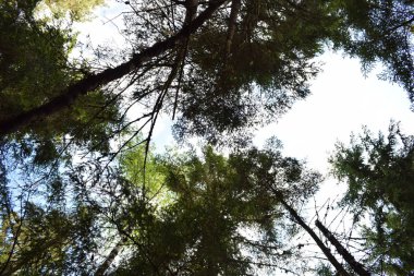 Ormandaki ağaçların tepesinde