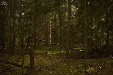 Ormandaki yaz yürüyüş. Kırılmış ağaçlar, Güneş ışınları ve boş yollar.