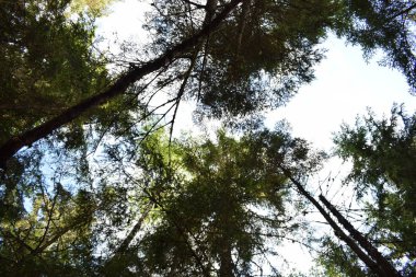 Ormandaki ağaçların tepesinde