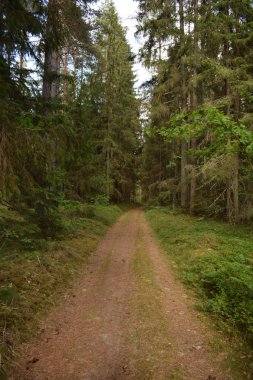 Ormandaki yaz yürüyüş. Kırılmış ağaçlar, Güneş ışınları ve boş yollar.