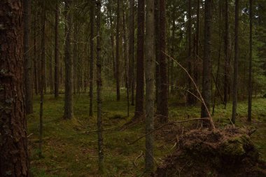 Ormanda ağaçların arasından kırma güneş