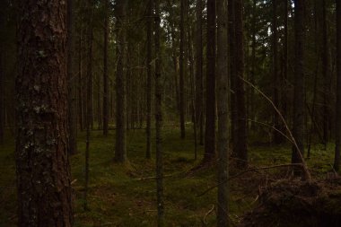 Ormanda ağaçların arasından kırma güneş