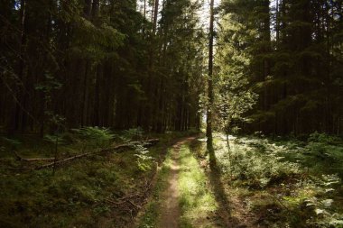 Ormanda ağaçların arasından kırma güneş